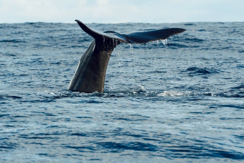 Où observer les baleines en France : les meilleurs spots à ne pas manquer