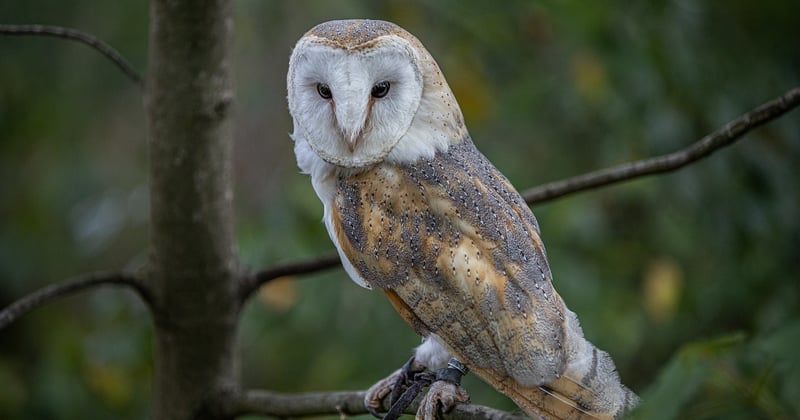 Où dormir dans une cabane perchée en Alsace : 7 adresses de rêve