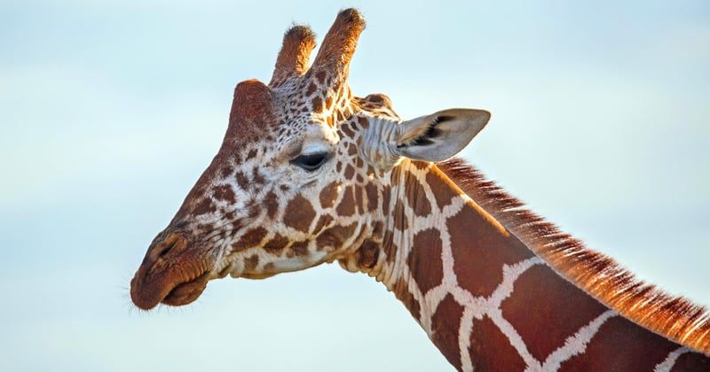 Safari photo en Afrique : préparer son premier voyage animalier