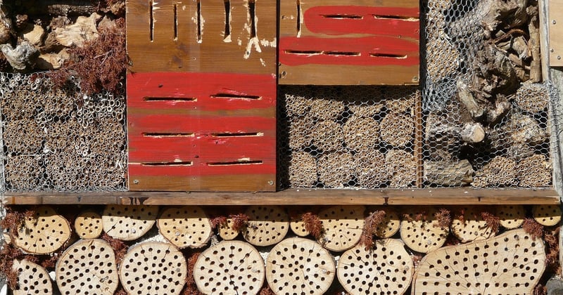 Manger des insectes en voyage gastronomique : l'aventure croquante